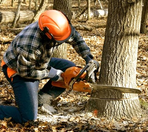 Tree Removal in Morganville, KS